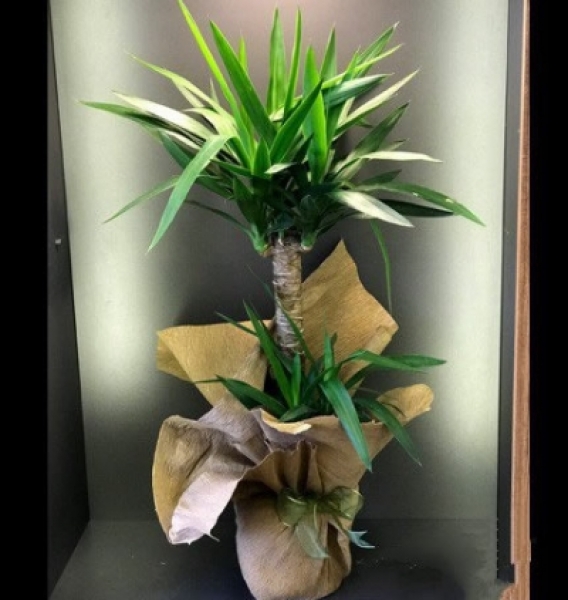 Yucca ( Yuka ) Bitkisi