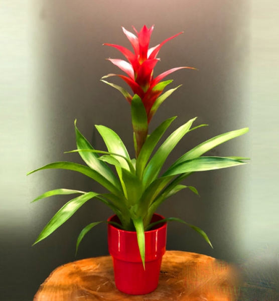 Guzmania Saksı Çiçeği (Jumbo Boy)