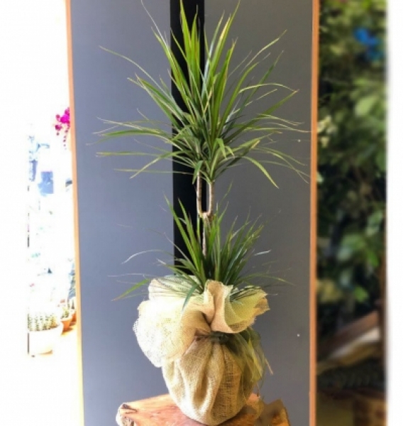 Marginata Bitkisi